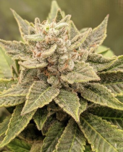Reign Man F1 (Mendo Breath x OG Magnum) 10 Regular Seeds