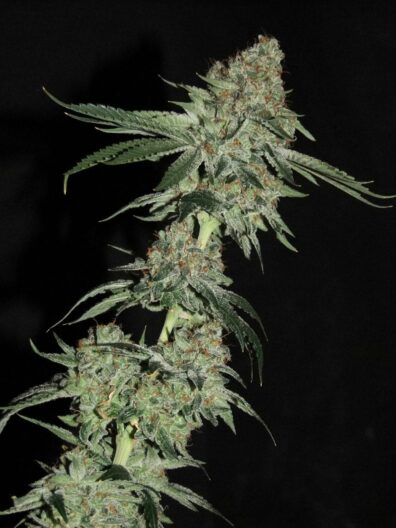 Santa Muerte (Ghost OG x Pestilence) 10 Feminized Seeds