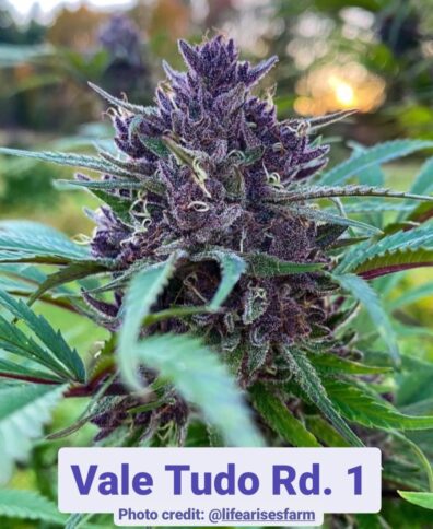 Vale Tudo Rd1 ([Mendo Purps x Kimbo Kush] x Ancient OG F2) 10 Regular Seeds