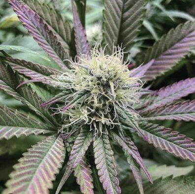 Buff V F1 6 Regular Seeds