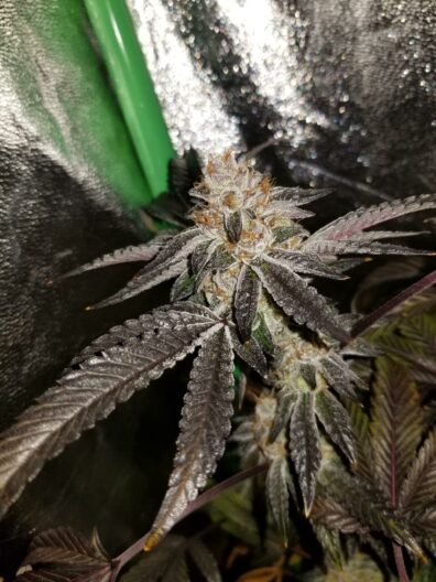 09' Animal Cookies x LA Pure Kush F1 7 Feminized Seeds