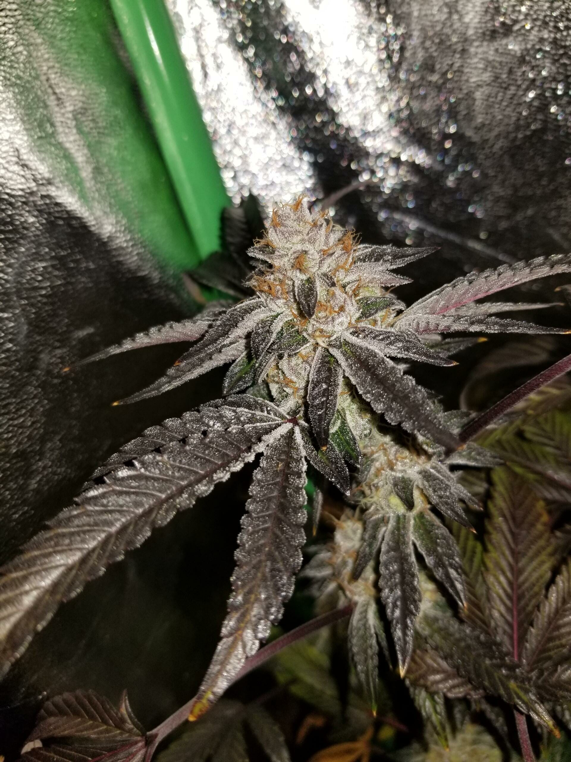 09' Animal Cookies x LA Pure Kush F1 7 Feminized Seeds