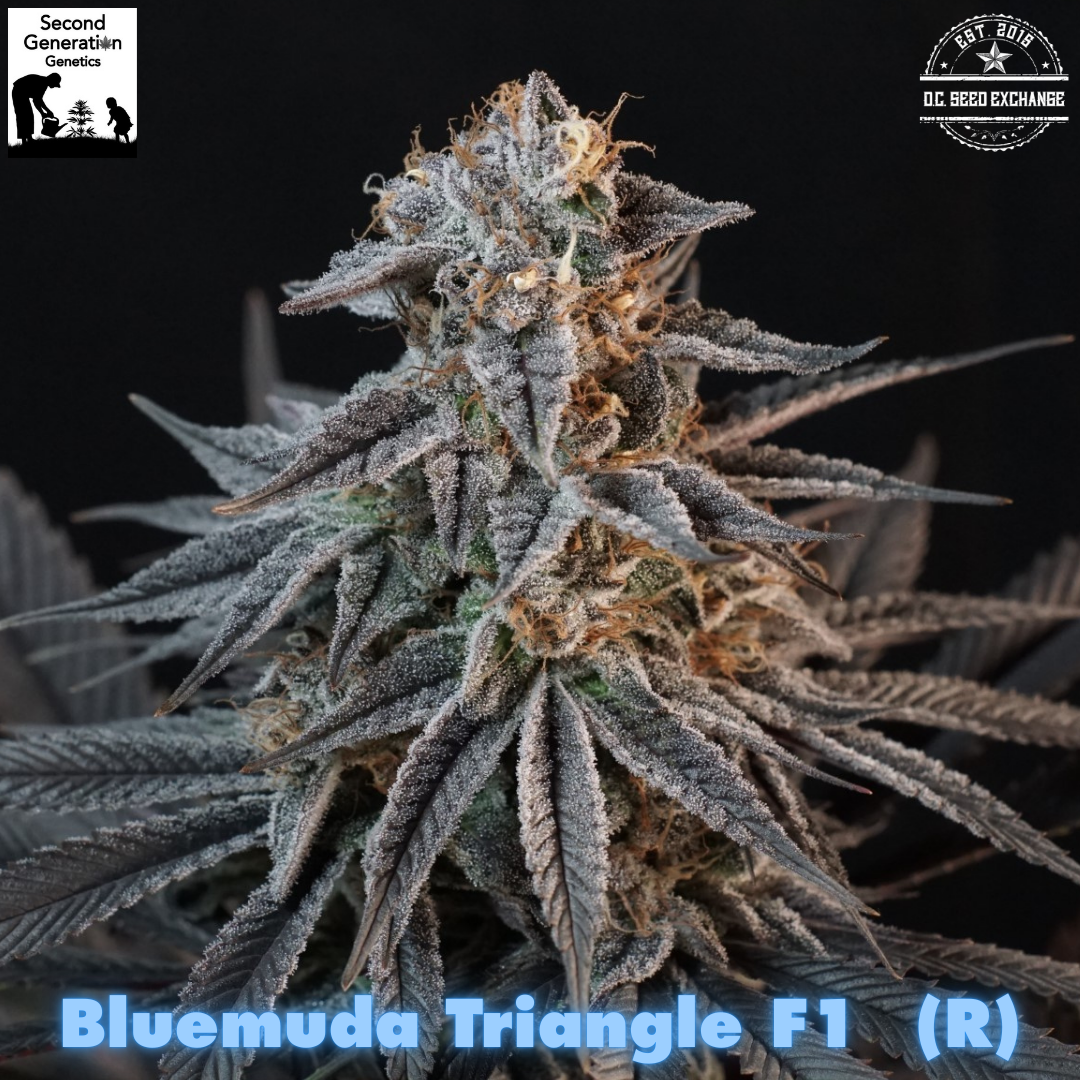 Bluemuda Triangle F1 (Trinity Lavender F4 x Blueberry) 13 Regular Seeds