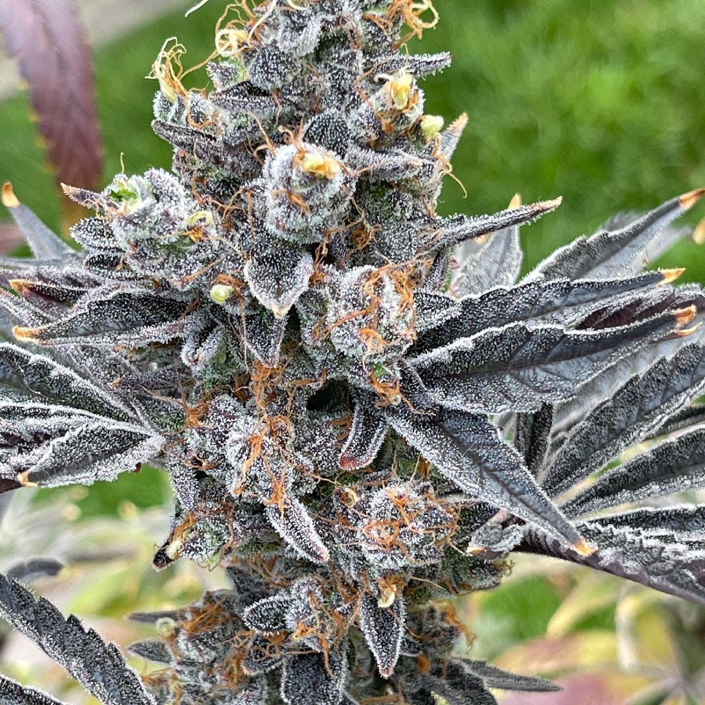 Bluemuda Triangle F1 (Trinity Lavender F4 x Blueberry) 13 Regular Seeds - Image 7