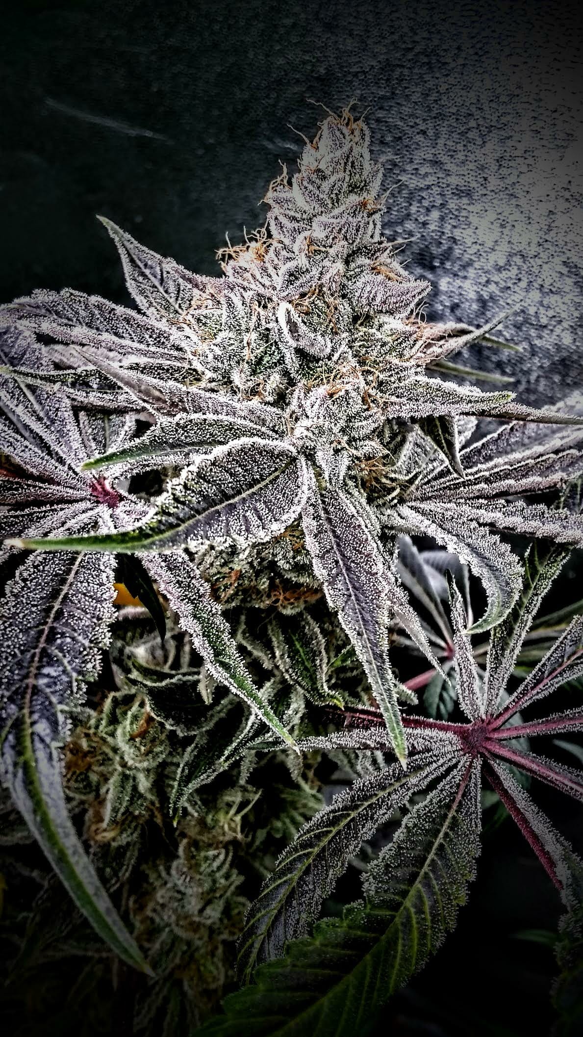 Bluemuda Triangle F1 (Trinity Lavender F4 x Blueberry) 13 Regular Seeds - Image 8