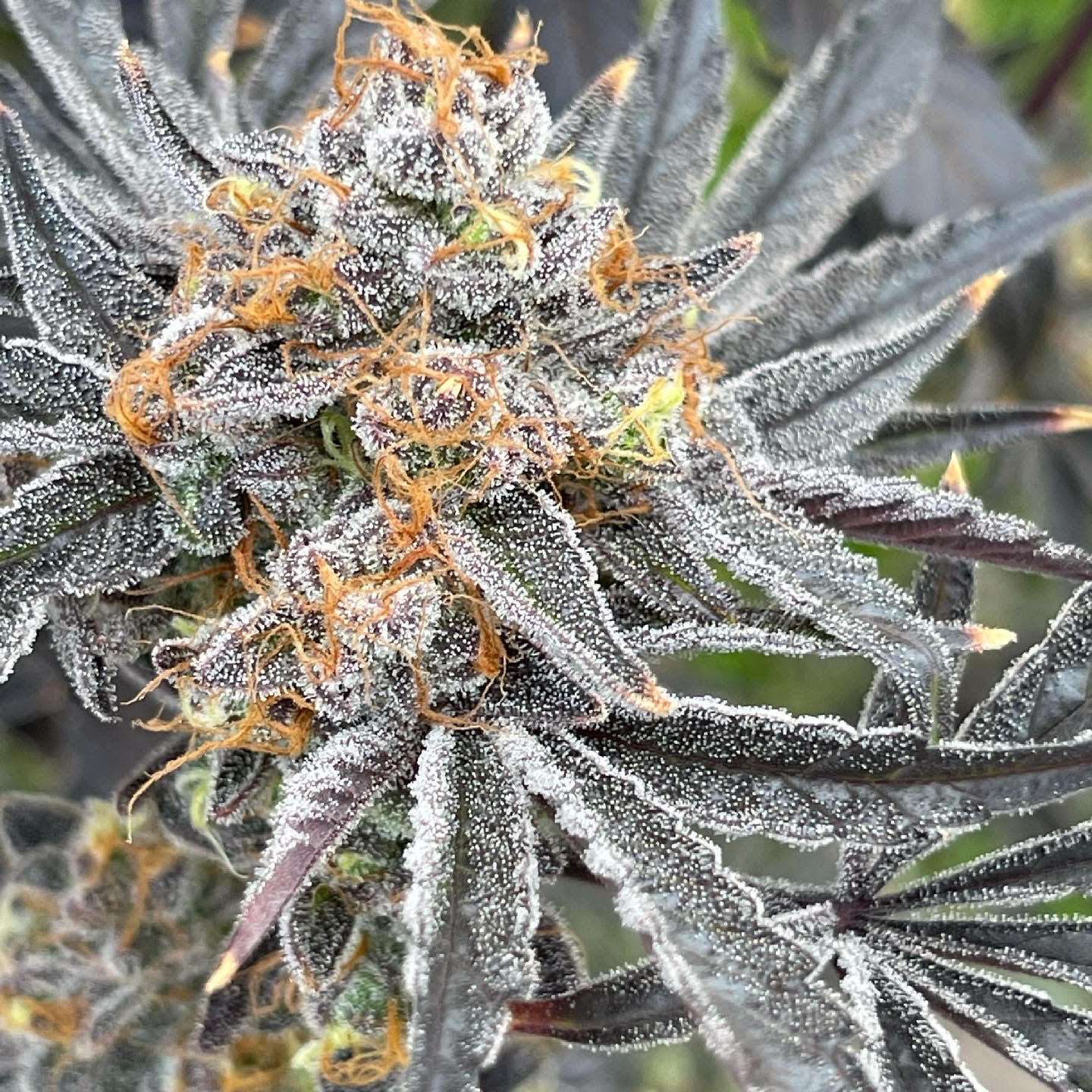 Bluemuda Triangle F1 (Trinity Lavender F4 x Blueberry) 13 Regular Seeds - Image 9