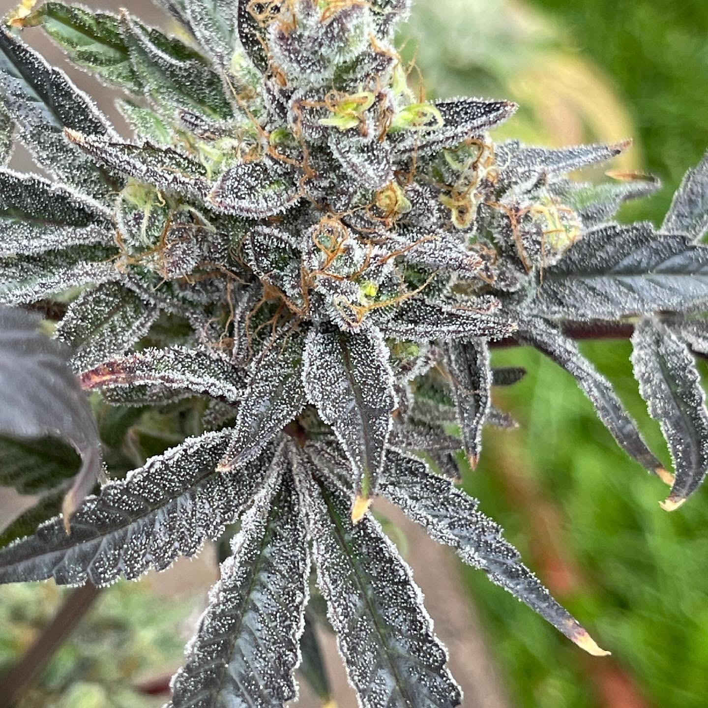 Bluemuda Triangle F1 (Trinity Lavender F4 x Blueberry) 13 Regular Seeds - Image 10