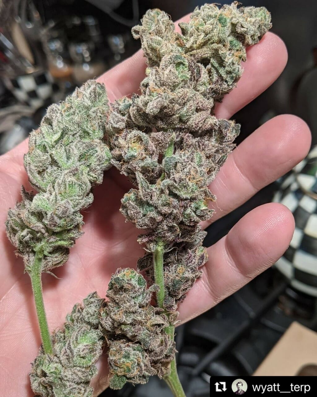 Bluemuda Triangle F1 (Trinity Lavender F4 x Blueberry) 13 Regular Seeds - Image 11