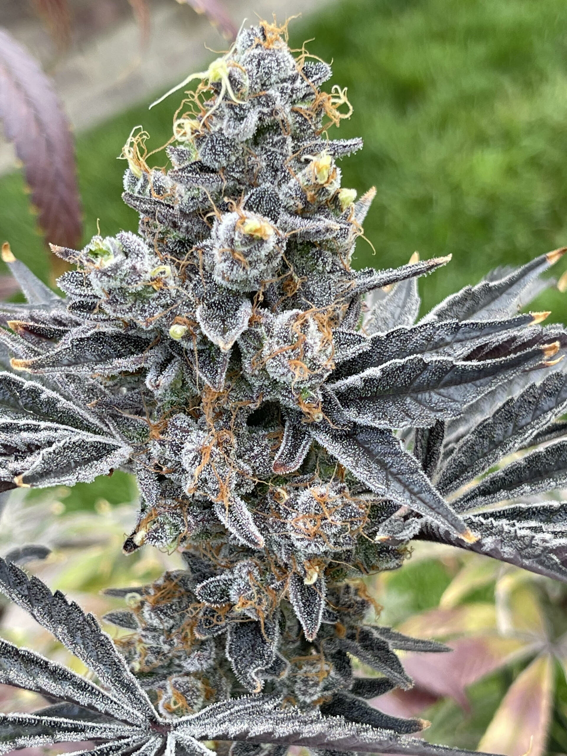 Bluemuda Triangle F1 (Trinity Lavender F4 x Blueberry) 13 Regular Seeds - Image 5