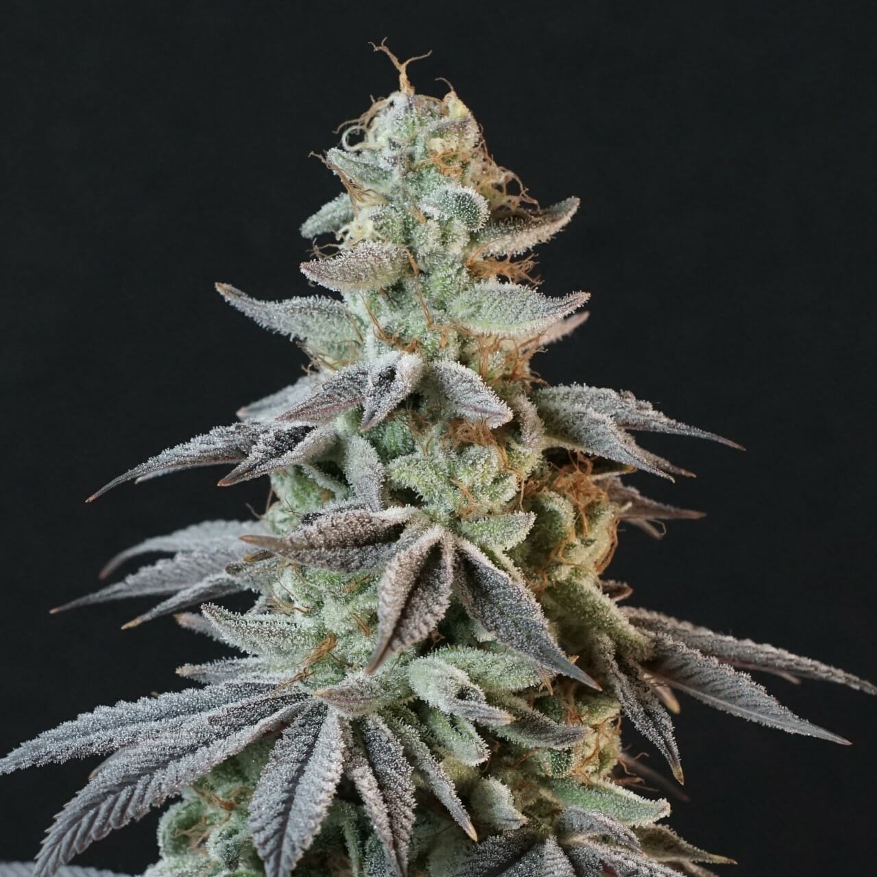 Bluemuda Triangle F1 (Trinity Lavender F4 x Blueberry) 13 Regular Seeds - Image 2