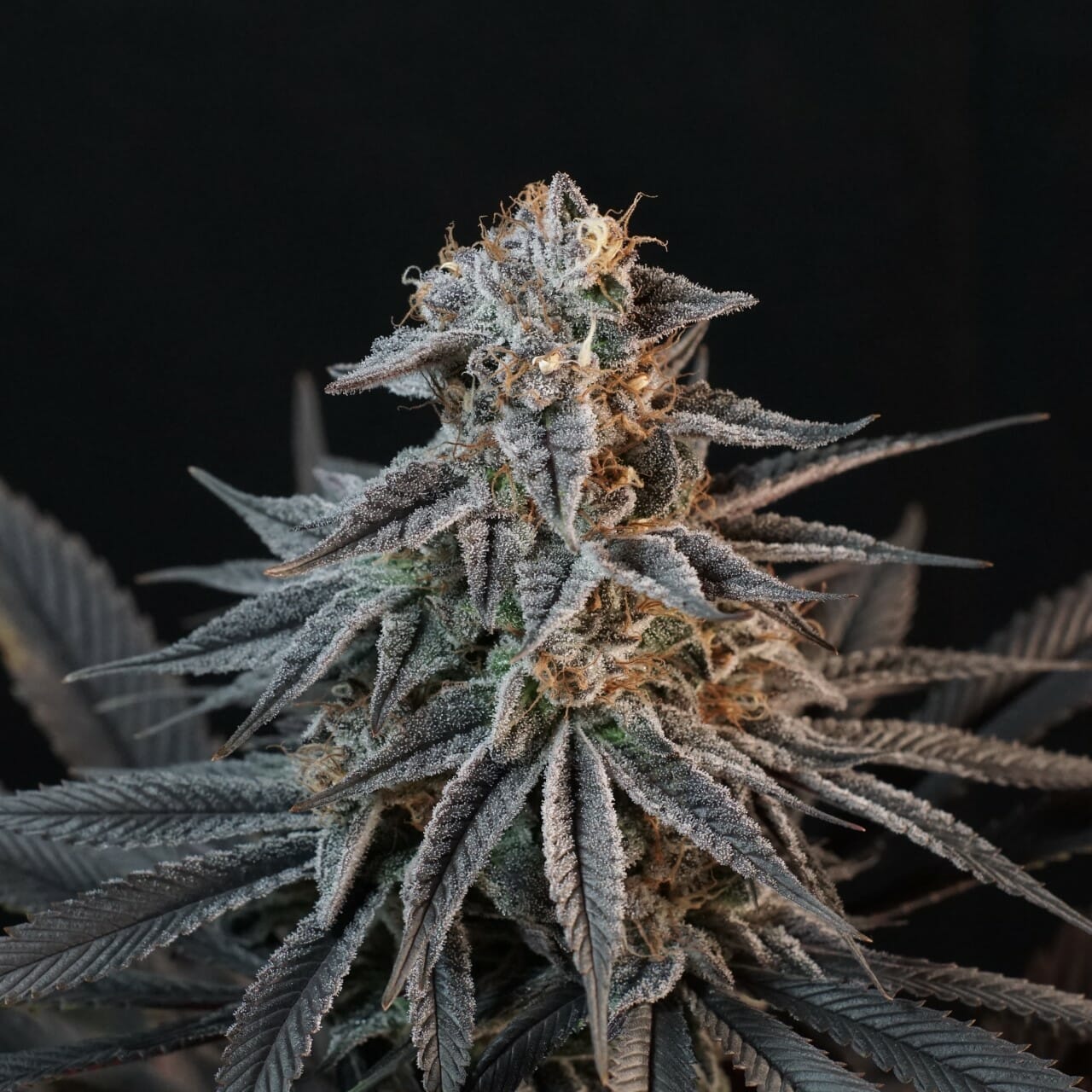 Bluemuda Triangle F1 (Trinity Lavender F4 x Blueberry) 13 Regular Seeds - Image 3