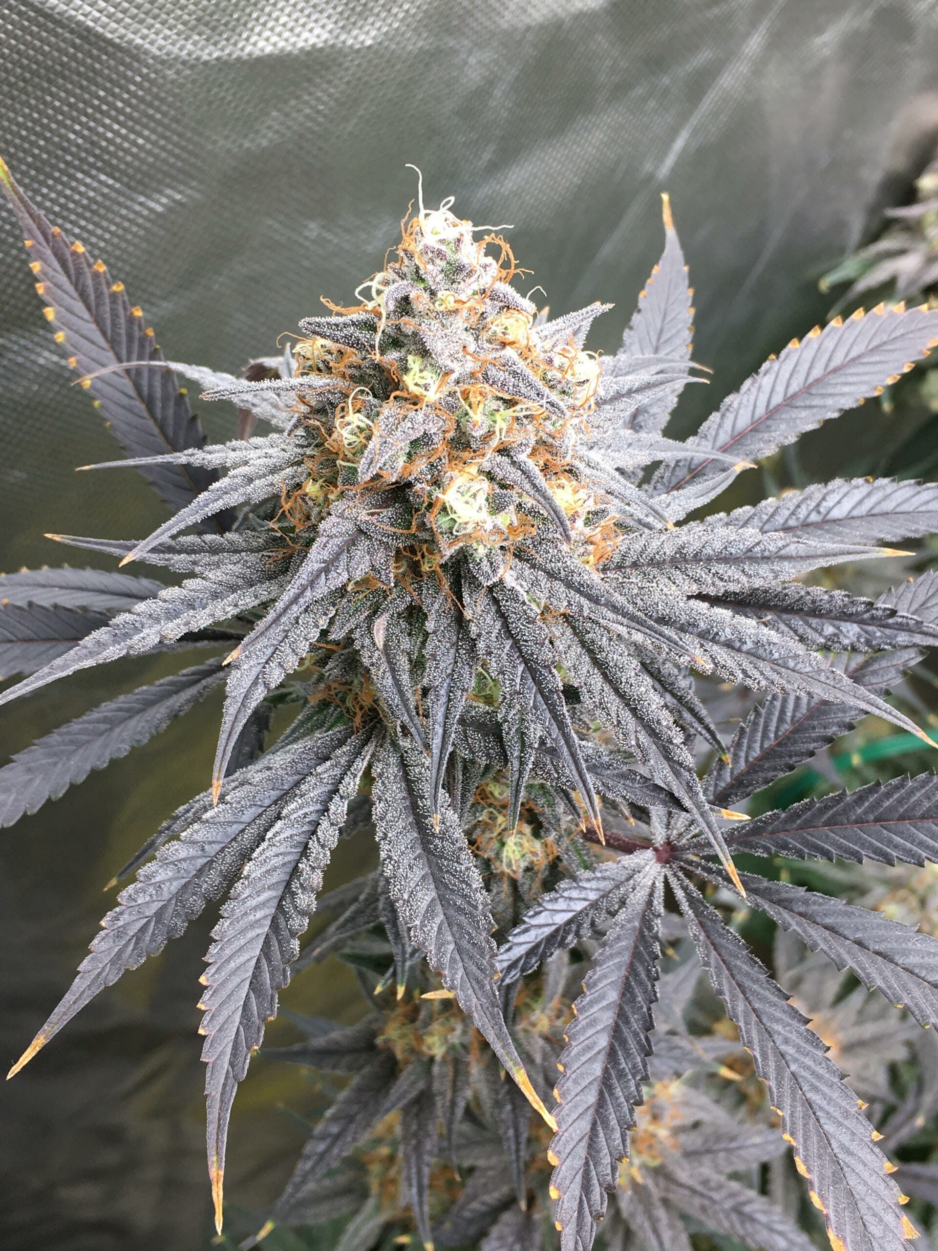 Bluemuda Triangle F1 (Trinity Lavender F4 x Blueberry) 13 Regular Seeds - Image 4