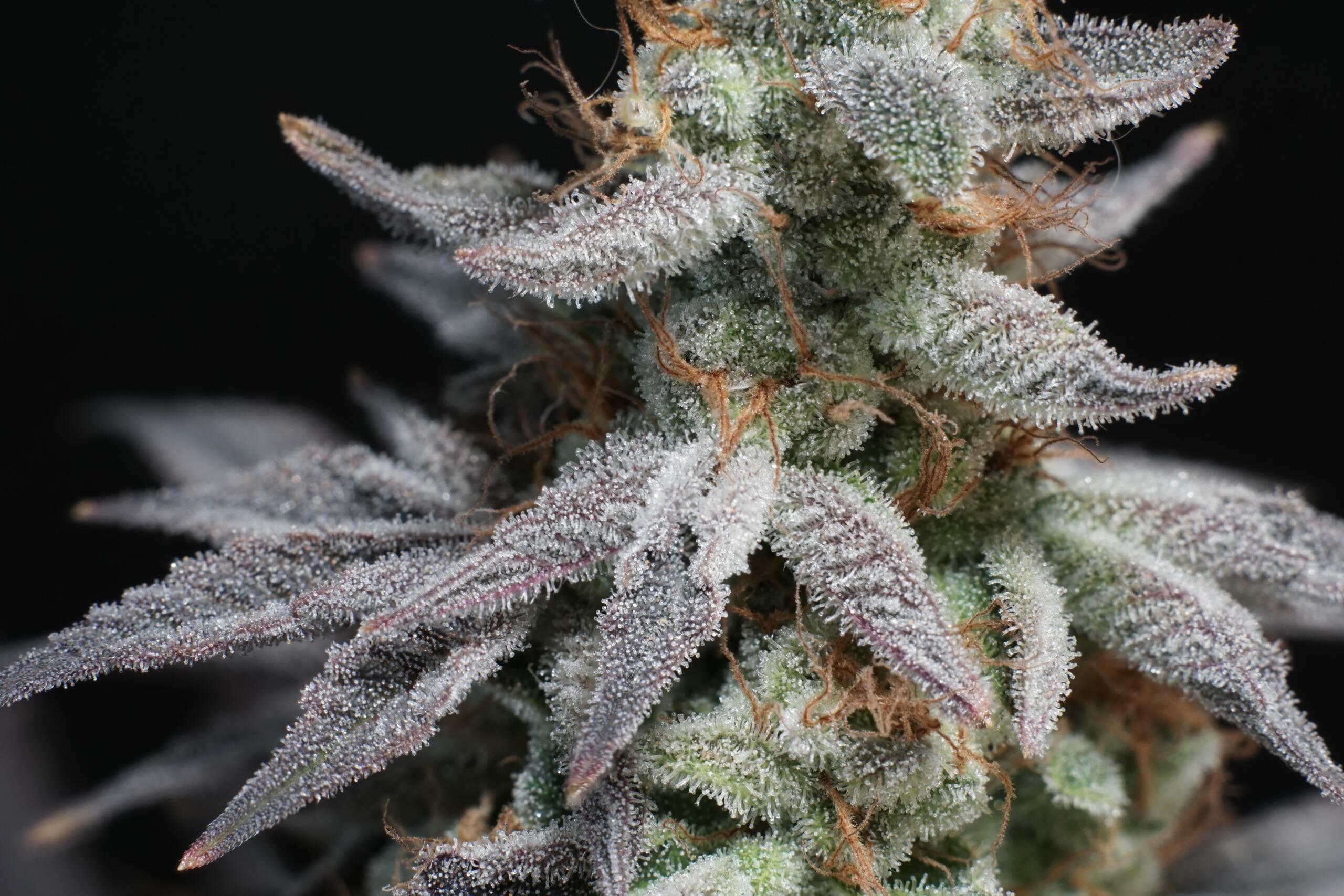 Bluemuda Triangle F1 (Trinity Lavender F4 x Blueberry) 13 Regular Seeds - Image 6
