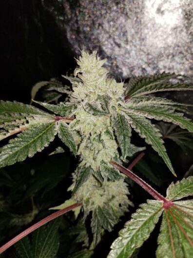 Burnie MAC x LA Pure Kush F1 7 Feminized Seeds