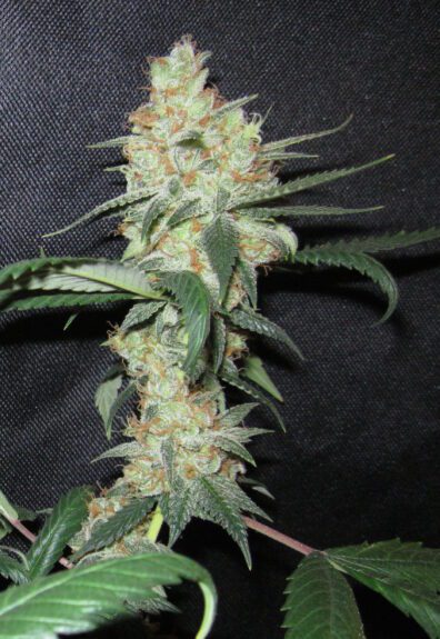 Chaka Kahn F1 (LA Confidential x Chocolate Rain) 10 Regular Seeds