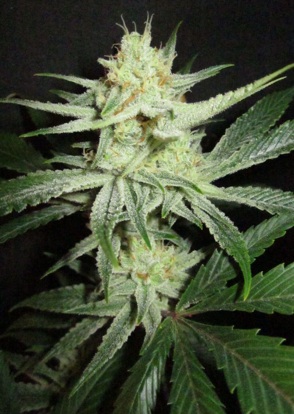 Chicken Dinner F1 (Meltdown x Fireballs) 10 Regular Seeds