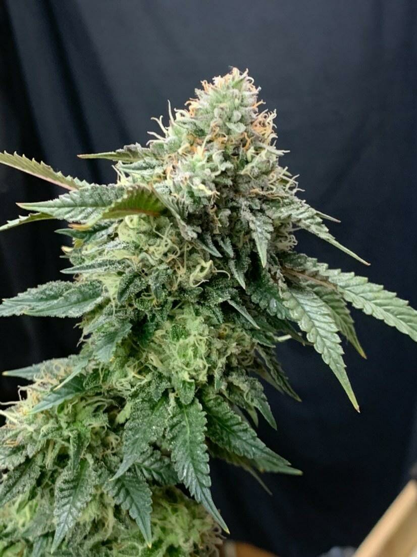 LA Pure Kush S1 7 Feminized Seeds - Image 6