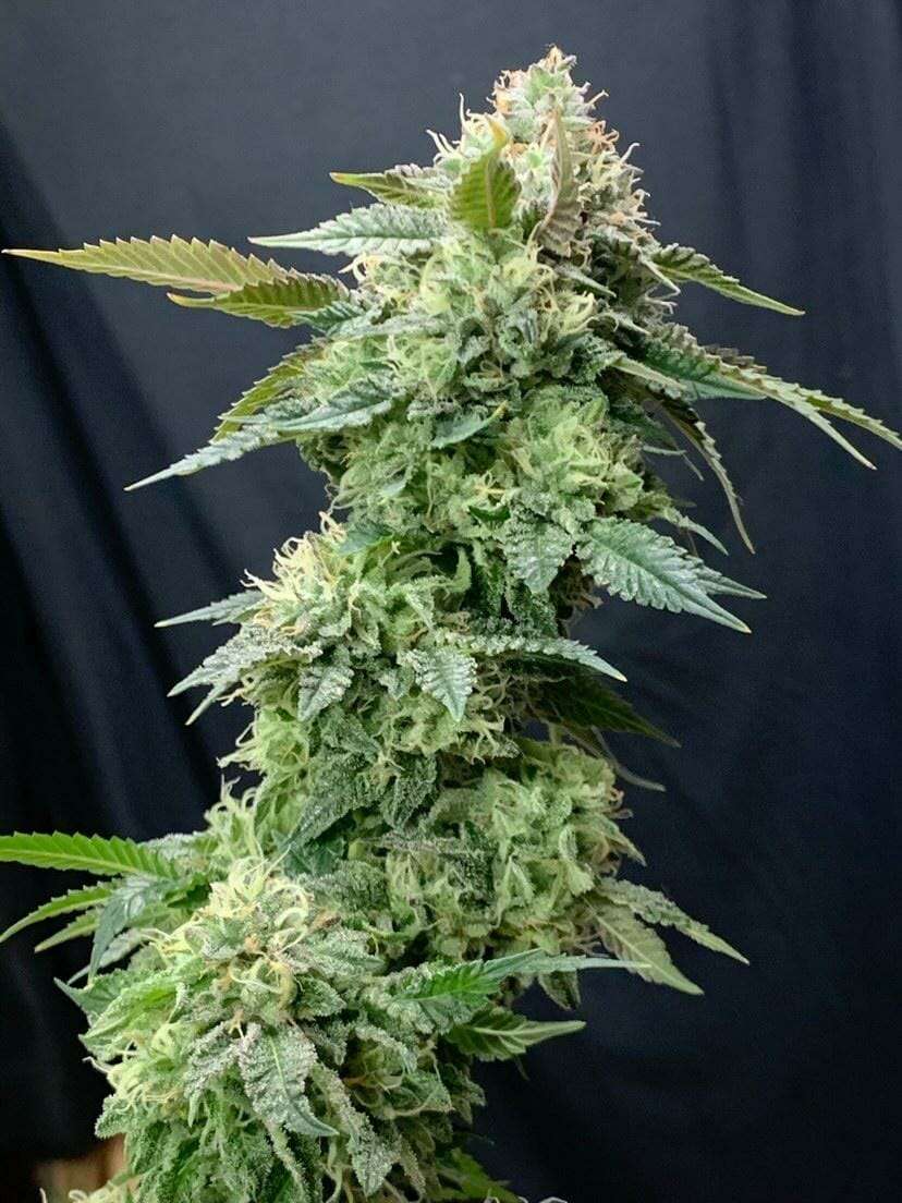 LA Pure Kush S1 7 Feminized Seeds - Image 5