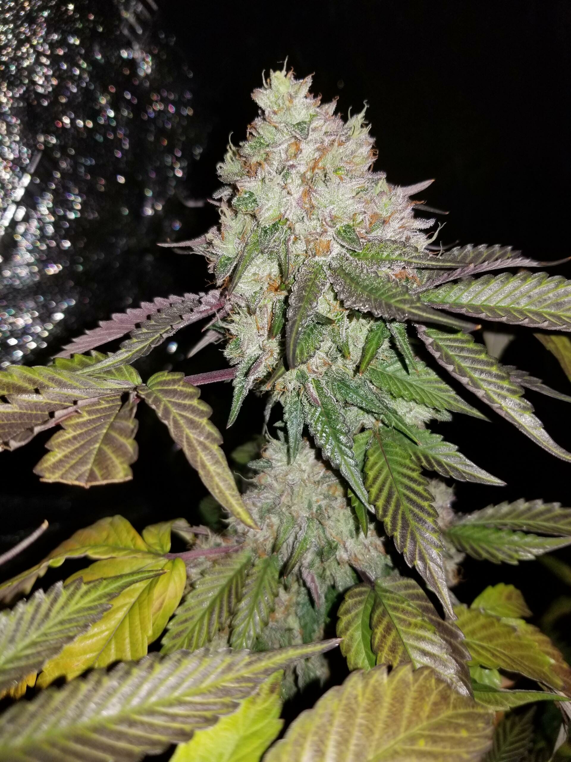 LA Pure Kush S1 7 Feminized Seeds - Image 2