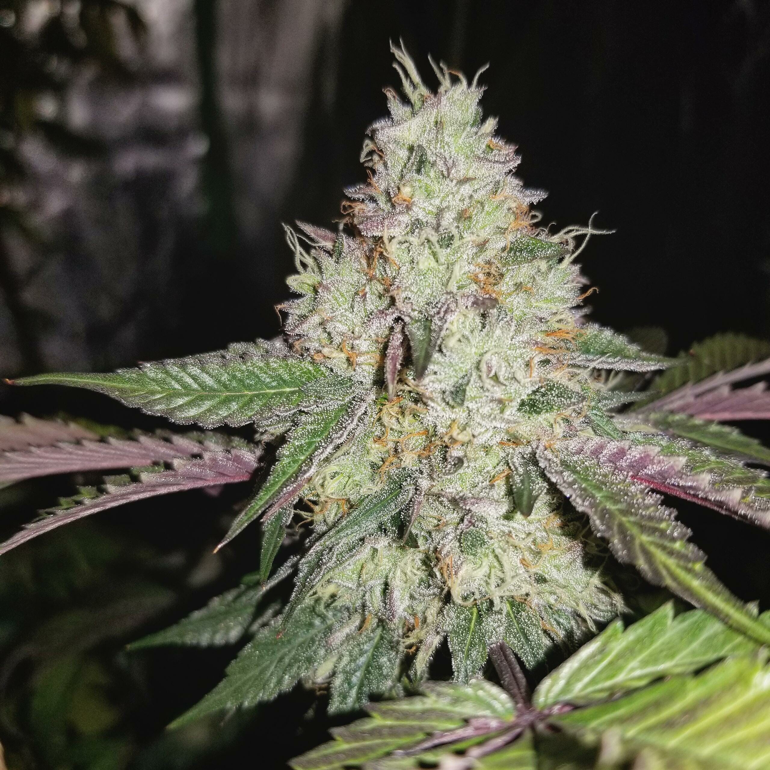 LA Pure Kush S1 7 Feminized Seeds - Image 3