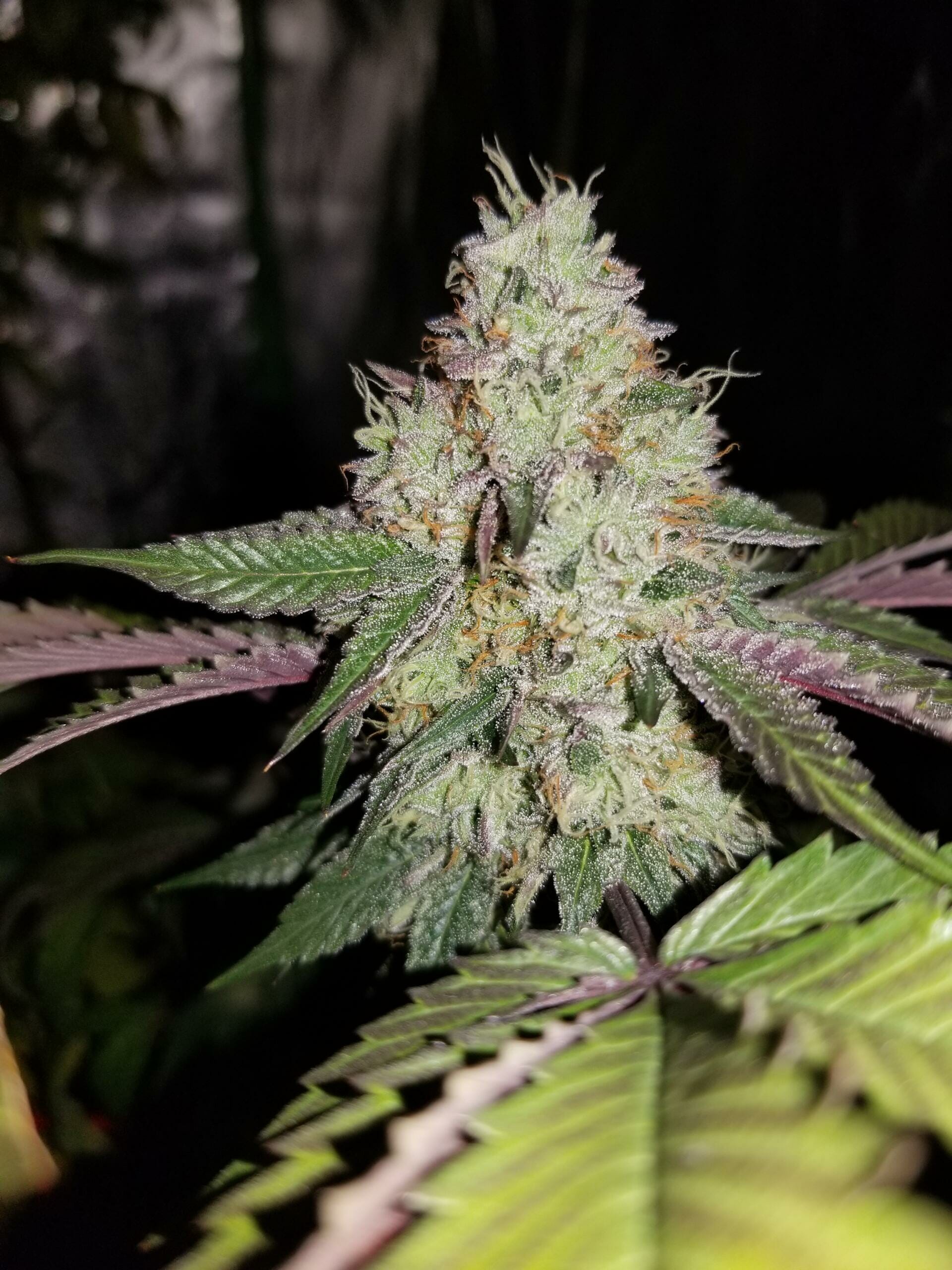 LA Pure Kush S1 7 Feminized Seeds - Image 4