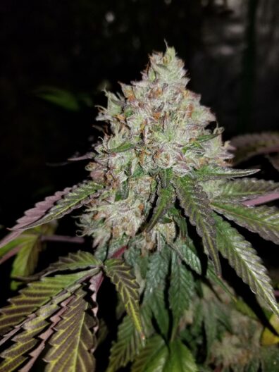 LA Pure Kush S1 7 Feminized Seeds