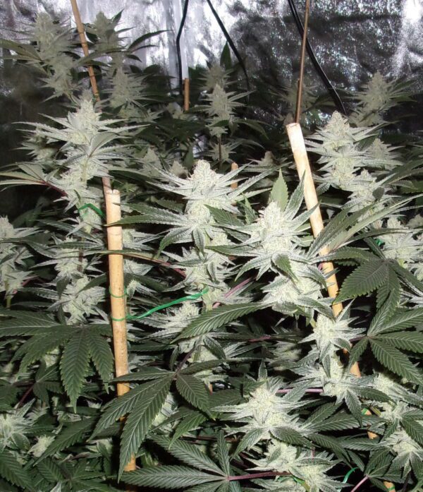 Meltdown F1 (Chernobyl x Honeybee) 10 Regular Seeds - Image 3