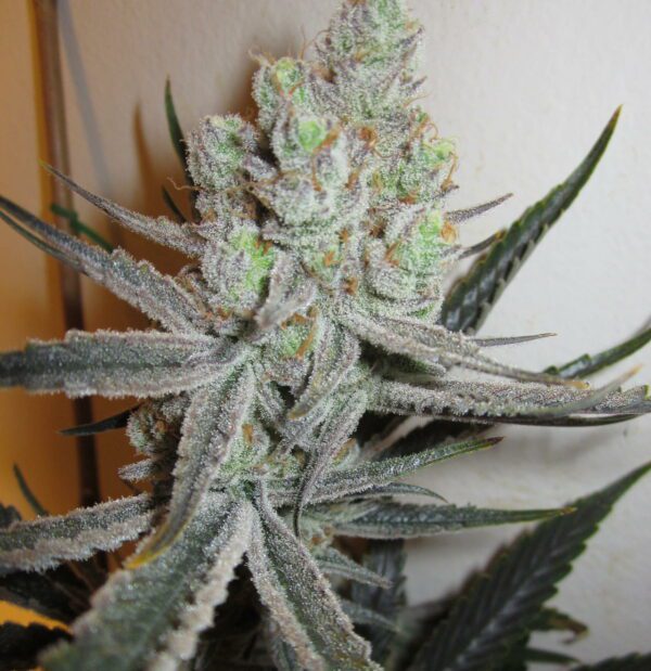 Meltdown F1 (Chernobyl x Honeybee) 10 Regular Seeds - Image 2