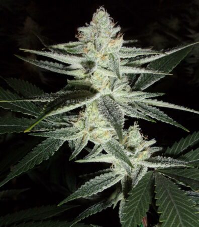 Meltdown F1 (Chernobyl x Honeybee) 10 Regular Seeds