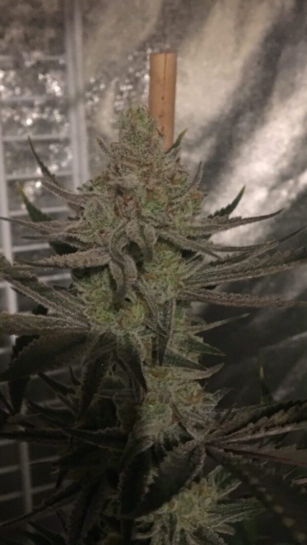 Southern Slymball F1 (Chernobyl x Fireballs) 10 Regular Seeds - Image 2