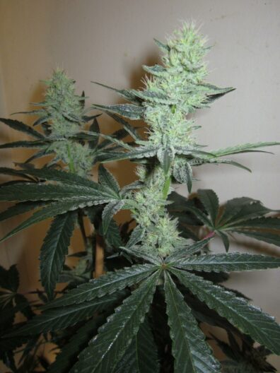 Southern Slymball F1 (Chernobyl x Fireballs) 10 Regular Seeds