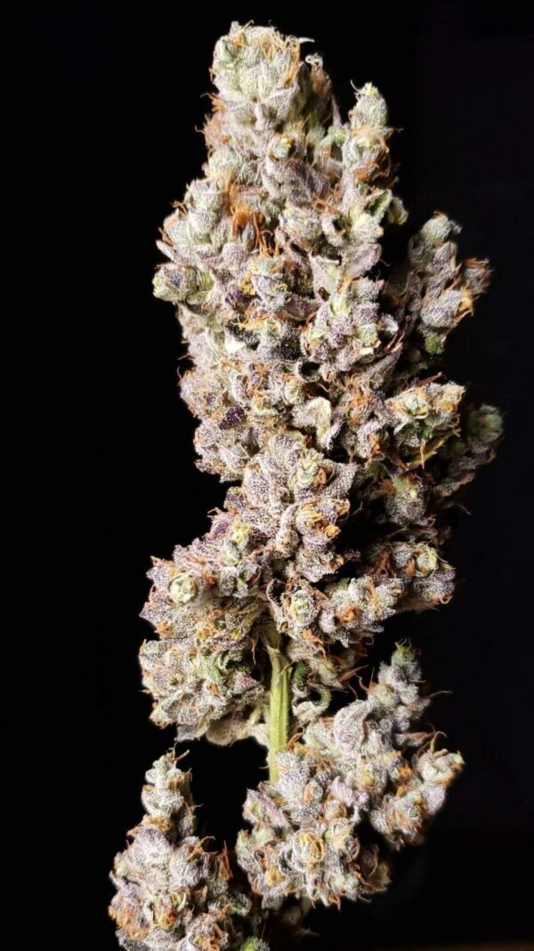 Sowah Pine Tar Gush F1 (Pine Tar Gush x Sour Diesel Bx4) 15 Regular Seeds - Image 2