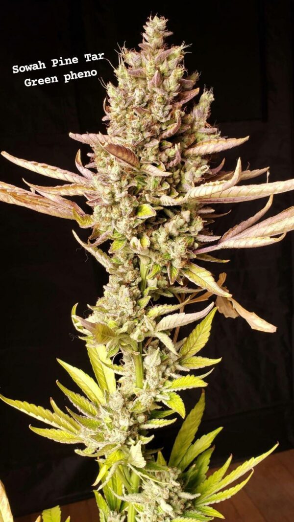 Sowah Pine Tar Gush F1 (Pine Tar Gush x Sour Diesel Bx4) 15 Regular Seeds - Image 3