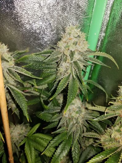 Triangle Kush x LA Pure Kush F1 7 Feminized Seeds
