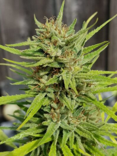 Jedi Mind Trip Columbian (Fire Thai OG x Colombian) 10 Regular Seeds