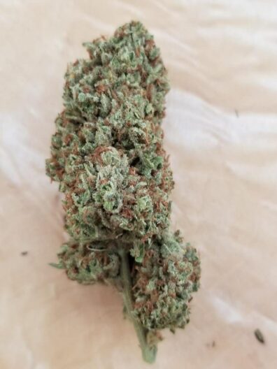Motorbreath Colombian (Motorbreath x Columbian)  10 Regular Seeds