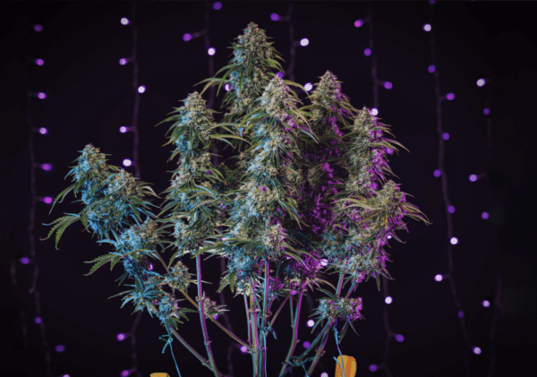 3 Bears OG F6 3 Feminized Autoflower Seeds - Image 2