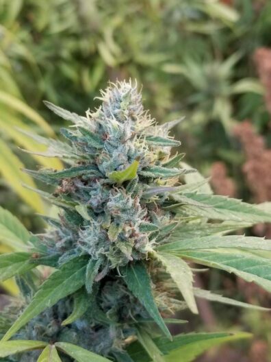 BSHW Colombian (Big Sur Holy Weed x Columbian) 10 Regular Seeds