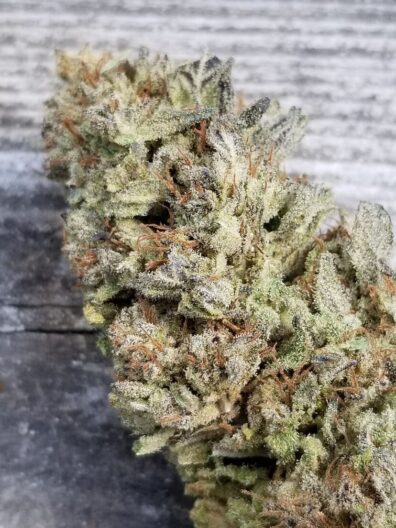Aunt of Farouk Columbian (AOF x Columbian) 10 Regular Seeds