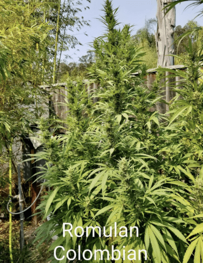 War Bird (Romulan x Colombian) 10 Regular Seeds