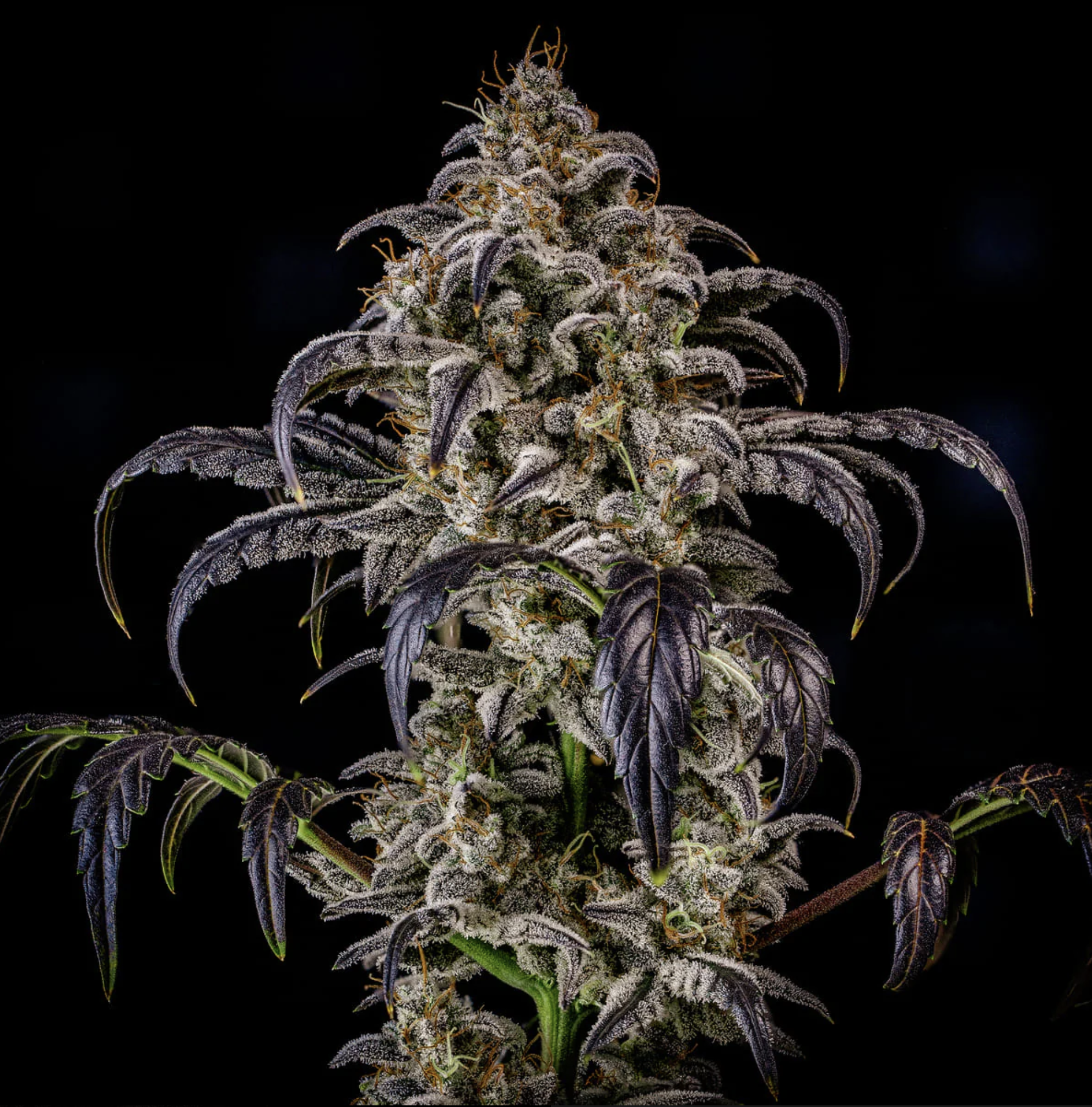 Double Grape F7 Auto 3 Feminized Autoflower Seeds - Image 2
