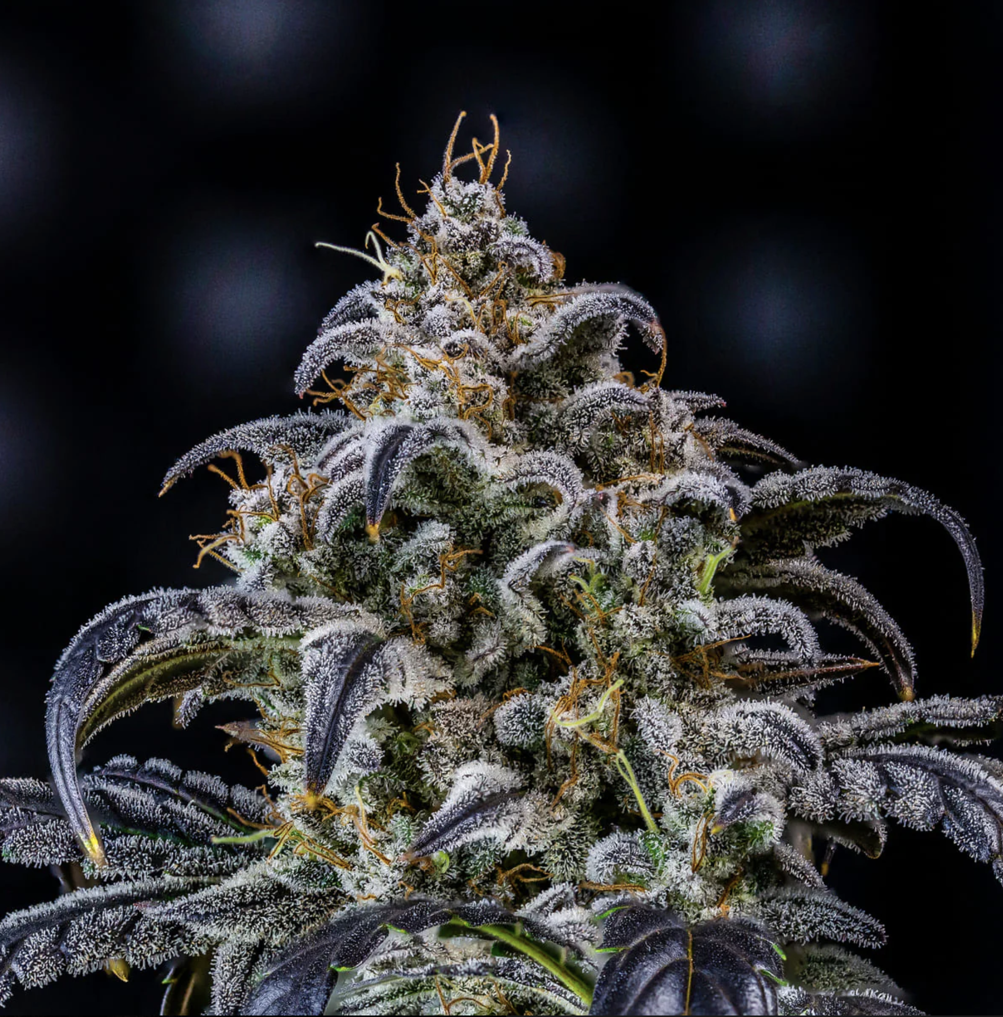 Double Grape F7 Auto 3 Feminized Autoflower Seeds - Image 3