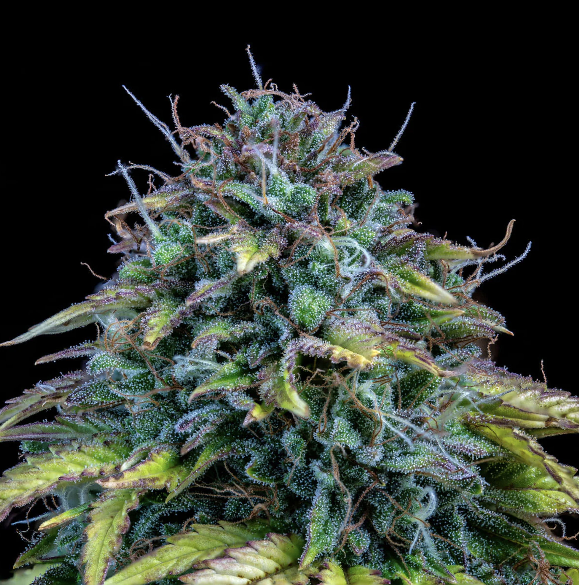 Samsquanch OG F6 Auto 3 Feminized Autoflower Seeds - Image 2
