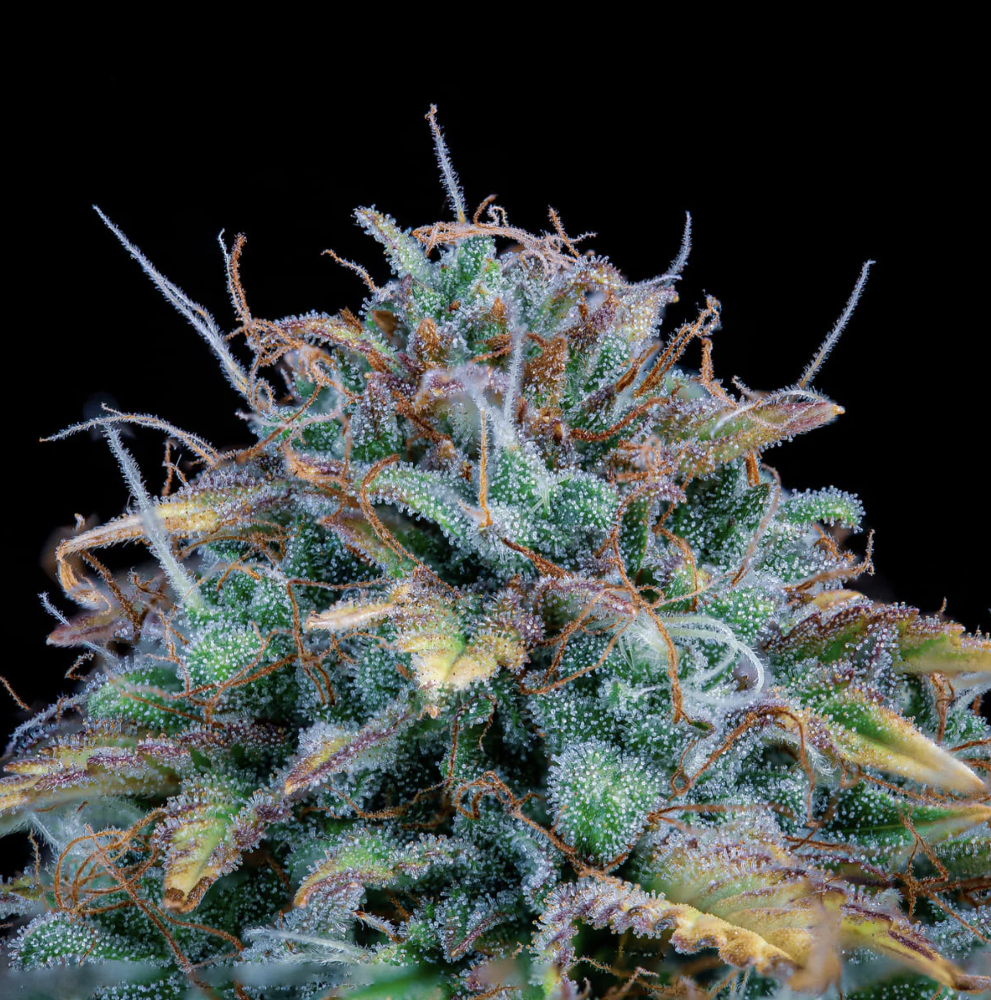 Samsquanch OG F6 Auto 3 Feminized Autoflower Seeds - Image 3