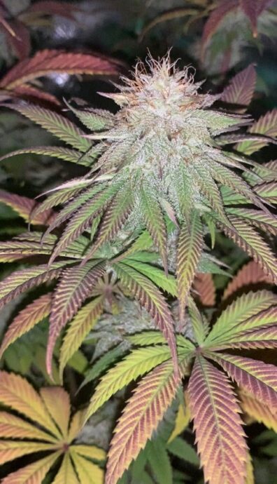 Funk N Skunk F1 (Purple Urkle S1 x Pestilence) 7 Feminized Seeds