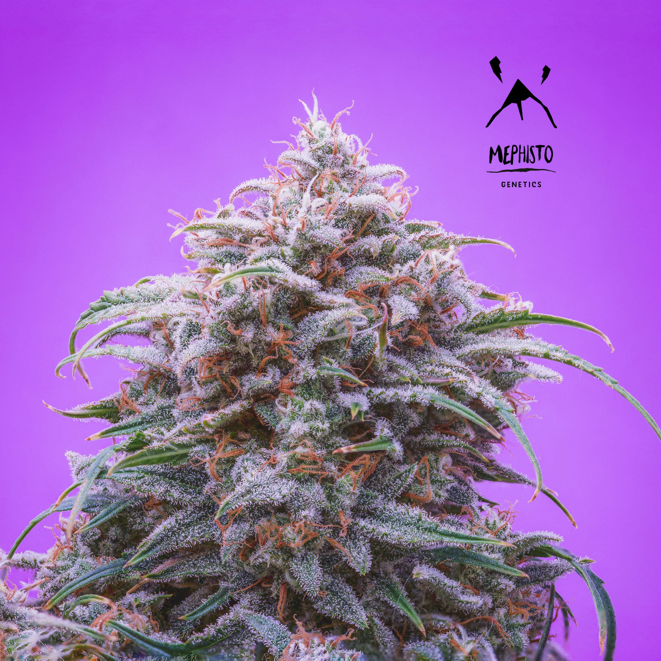 Double Grape F7 Auto 3 Feminized Autoflower Seeds