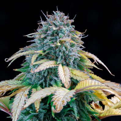 Samsquanch OG F6 Auto 3 Feminized Autoflower Seeds