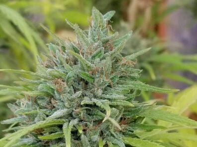 Swazi Burmese (African Swazi f2 x Burmese IBL) 10 Regular Seeds