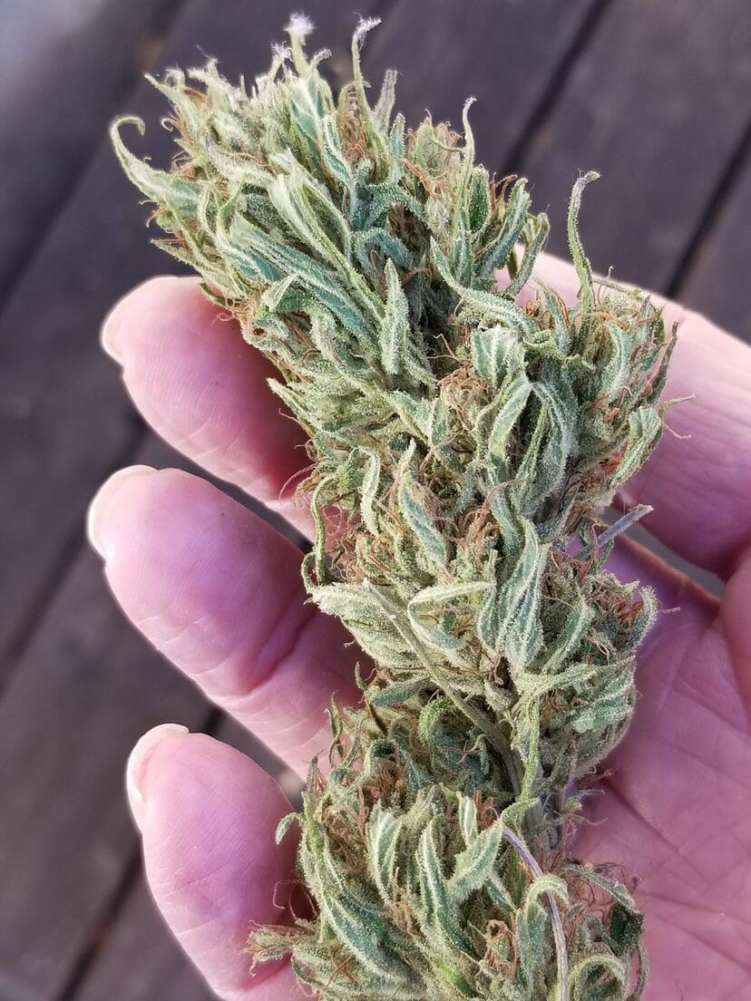 Oaxacan Colombian 10 Regular Seeds