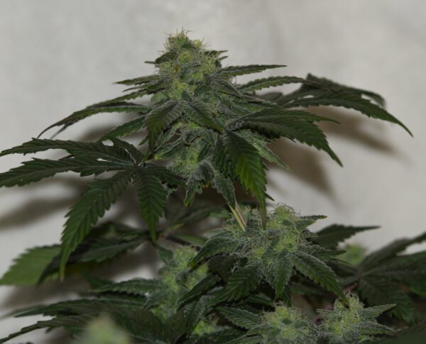 Casey Jones IX ([F1 x F2] x [F1 x F2]) 10 Regular Seeds - Image 6